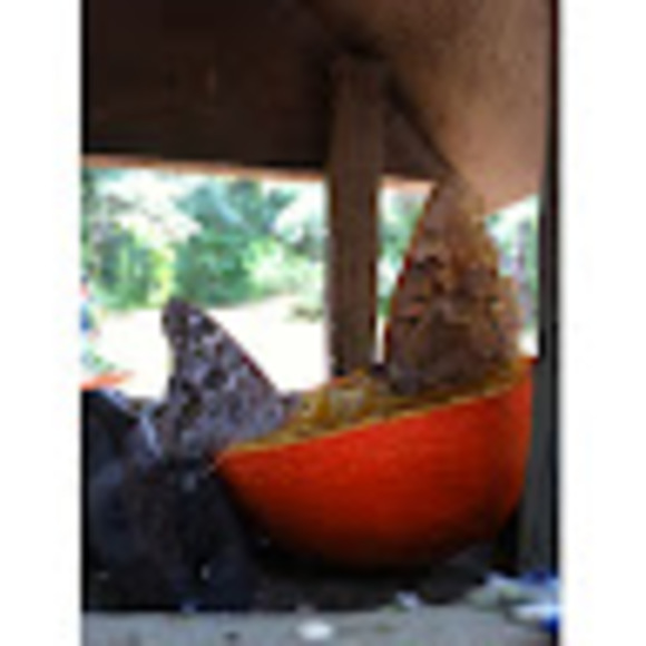 Meet your Posher, Jessica - Picture 1 of 1